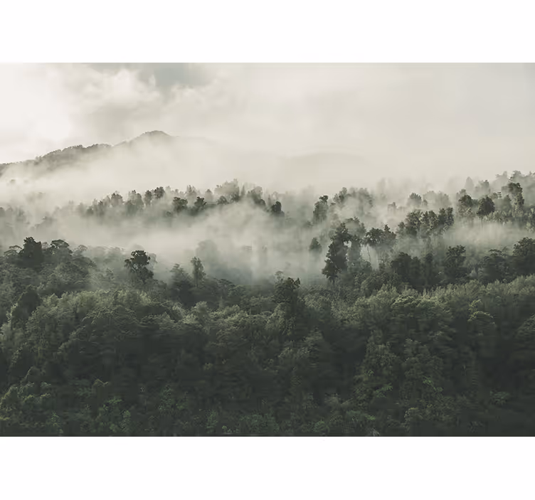 Blind kitchen foggy forest view - TenStickers