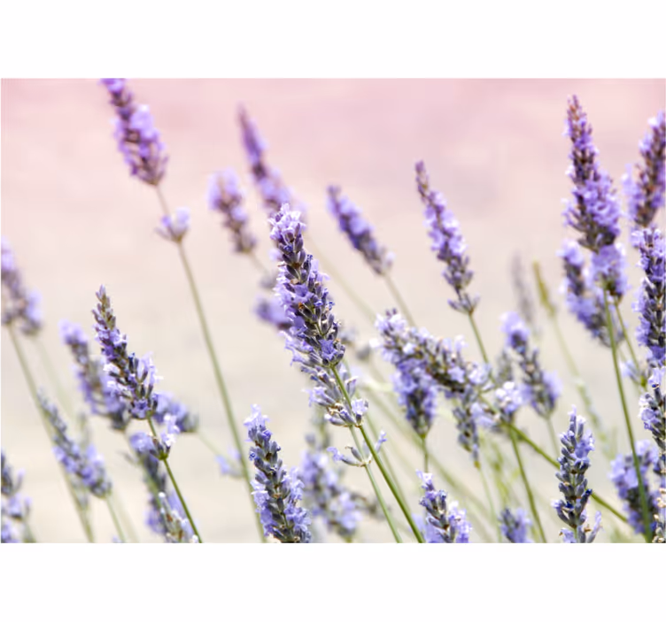 Blind kitchen a bunch of purple flowers - TenStickers