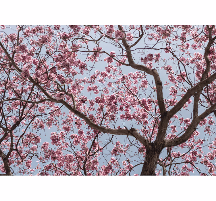 Blind kitchen pink cherry blossom tree decor - TenStickers