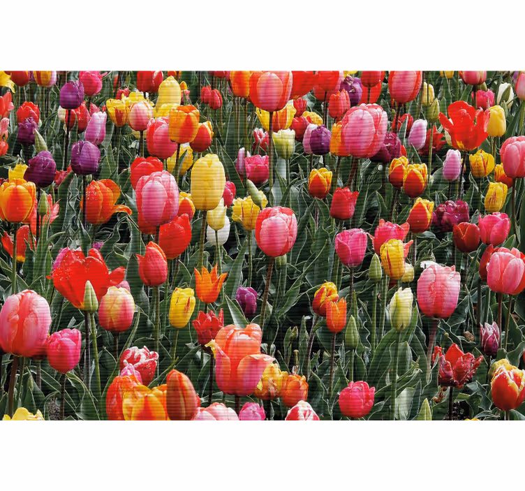 Living room blind in a field of tulips - TenStickers
