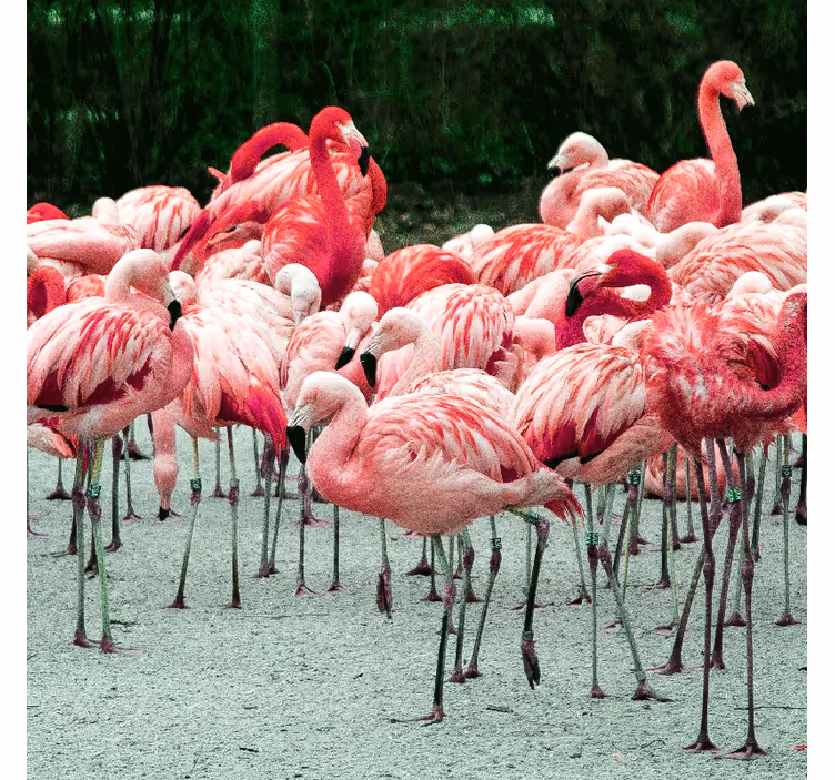 Living room blind with nice flamingos on water - TenStickers