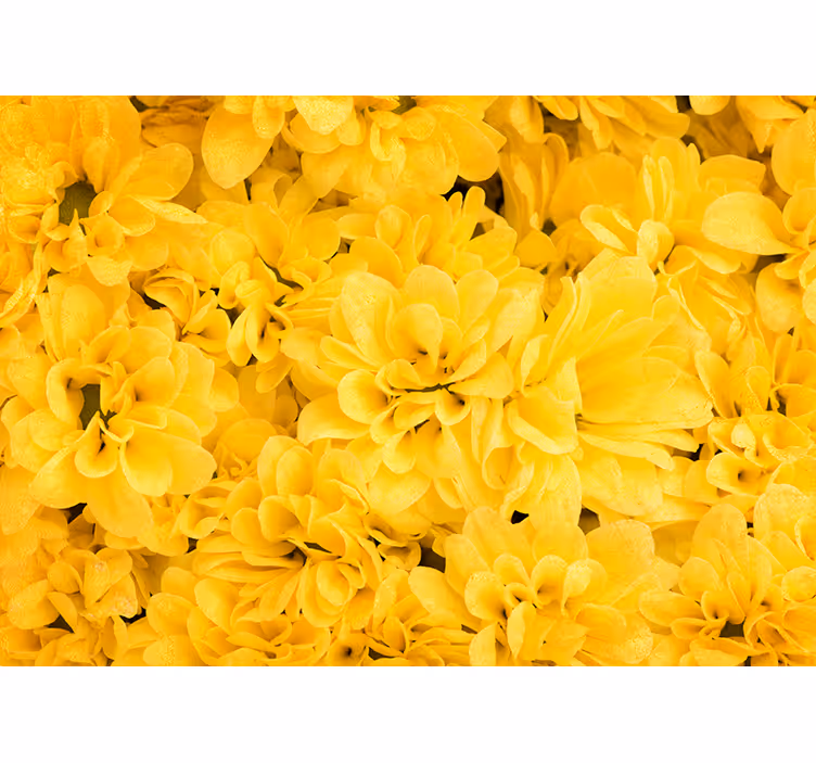 Blind yellow petals of bloom - TenStickers