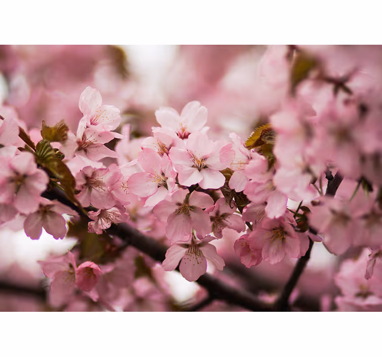 Blind pink cherry blossom - TenStickers
