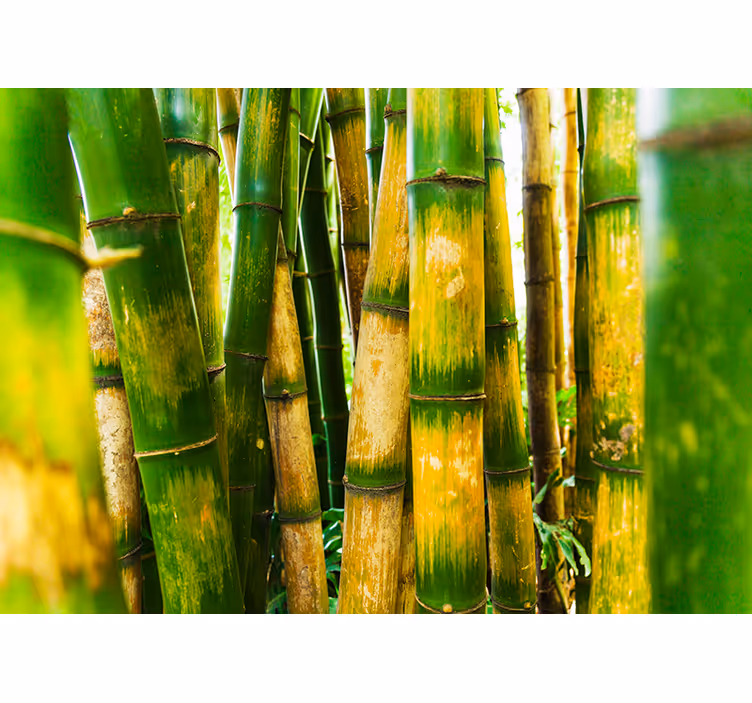 Blind green bamboo forest design - TenStickers