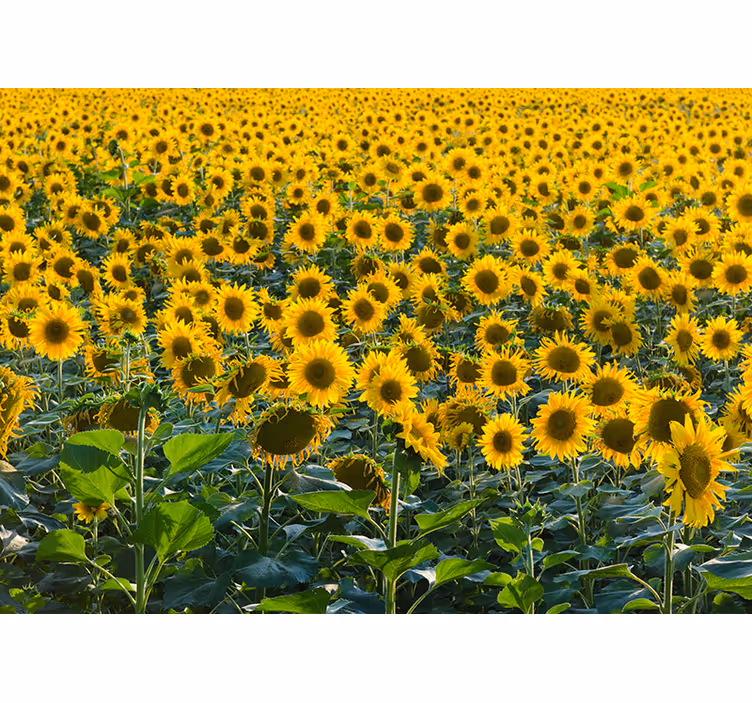 Living room blind sunflower field at sunset - TenStickers
