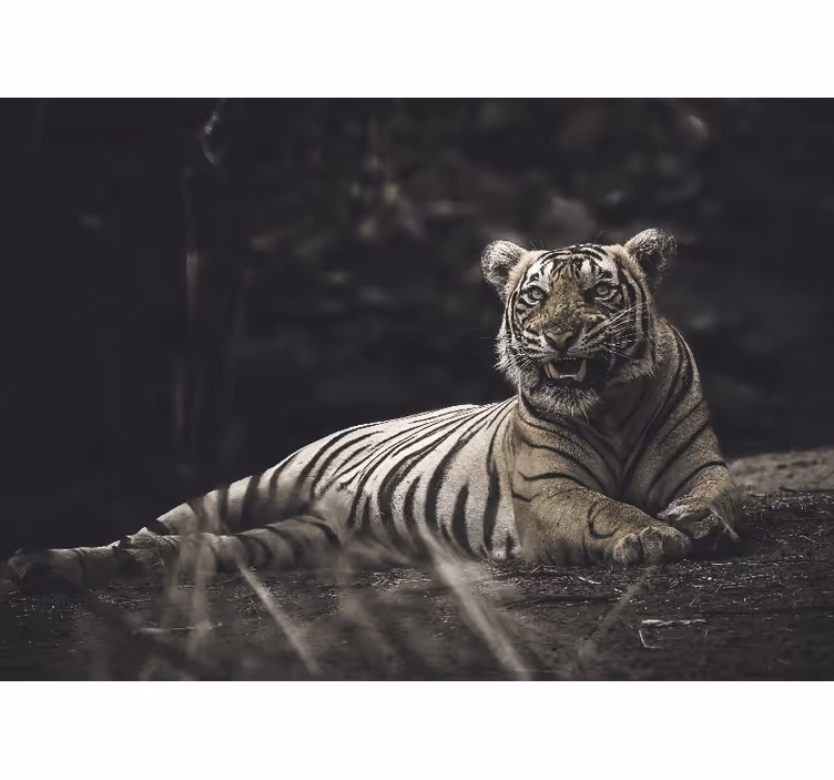 Living room blind tiger lying down - TenStickers