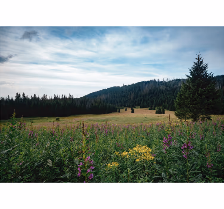 Living room blind tatra park in spring - TenStickers