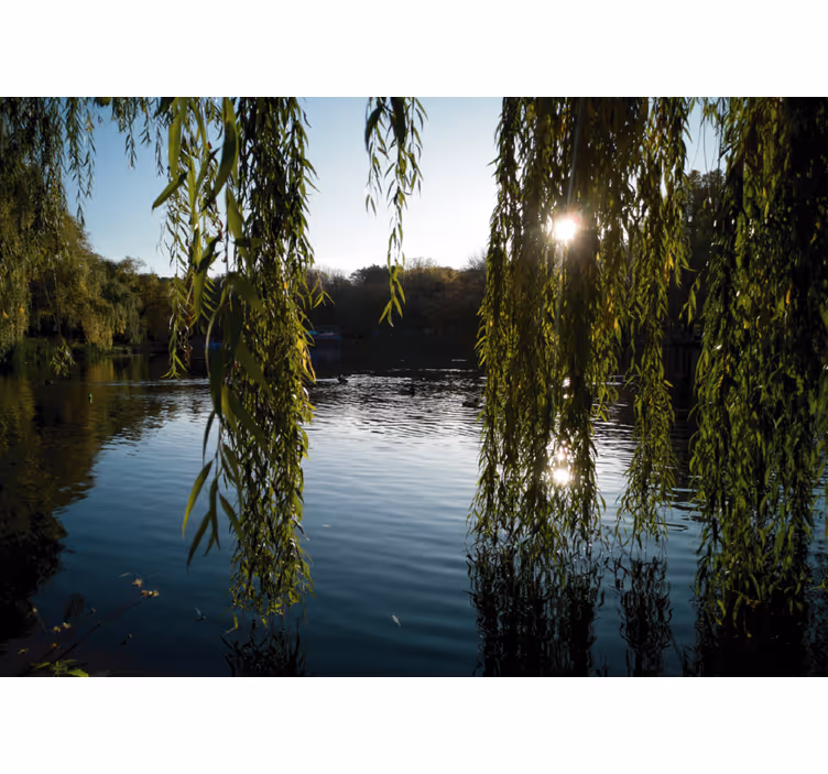 Living room blind polish willow trees - TenStickers