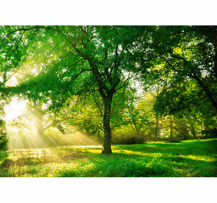 Living room blind in lush green forest design - TenStickers