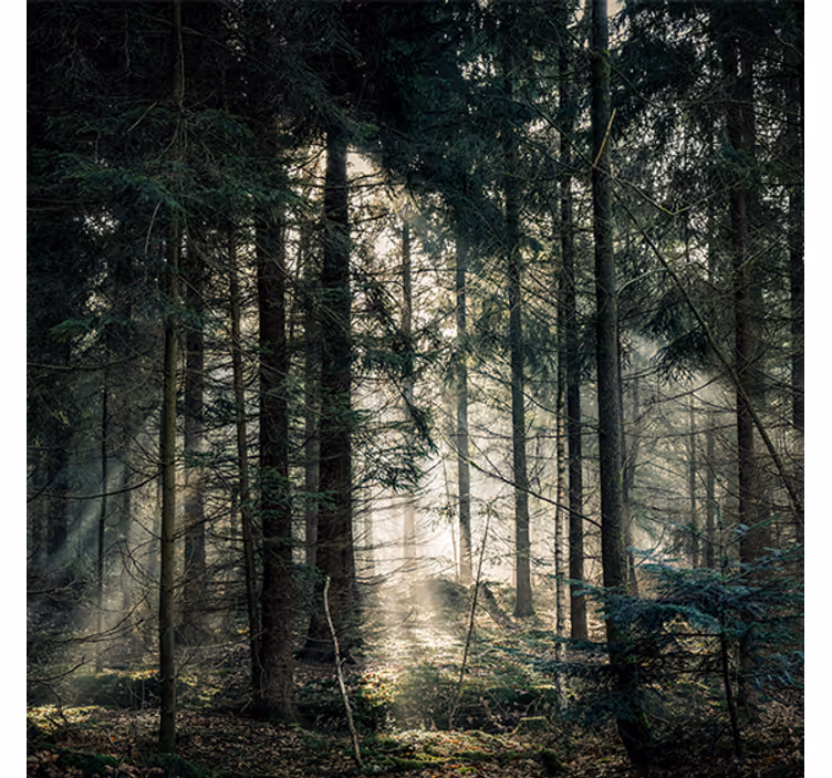 Living room blind nature forest in dark tones - TenStickers