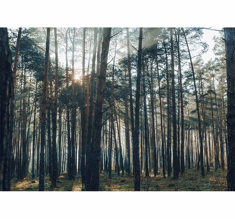 Living room blind with beautiful pine forest design - TenStickers