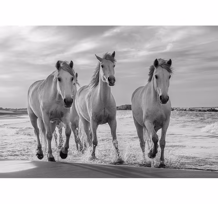 White window blind galloping horses - TenStickers