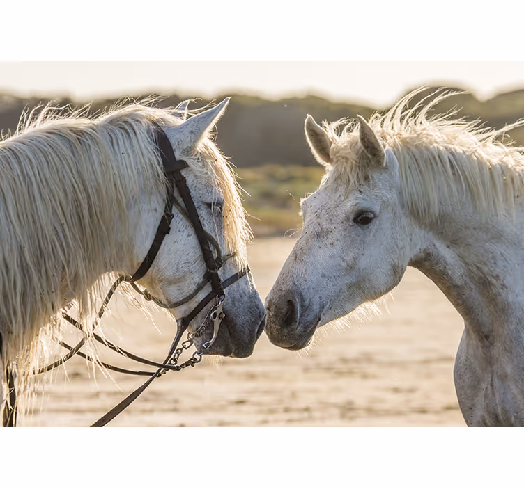 White window blind two white horses - TenStickers