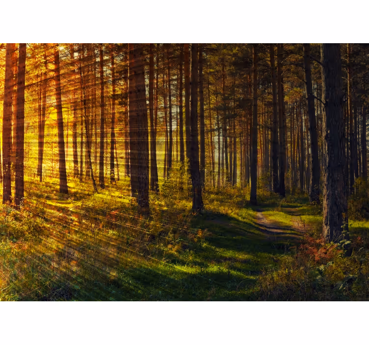 Blind bedroom forest light rays - TenStickers