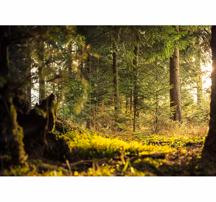 Blind bedroom in a sunlit green forest - TenStickers
