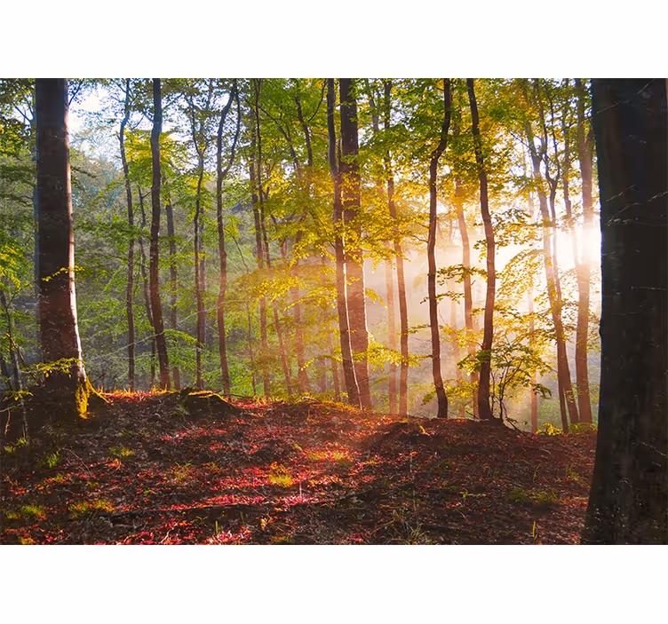 Blind bedroom with beautiful sunrise in the forest - TenStickers