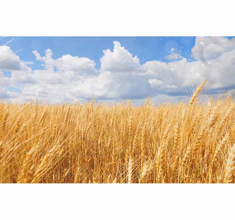 Blind bedroom polish wheat fields retreat - TenStickers