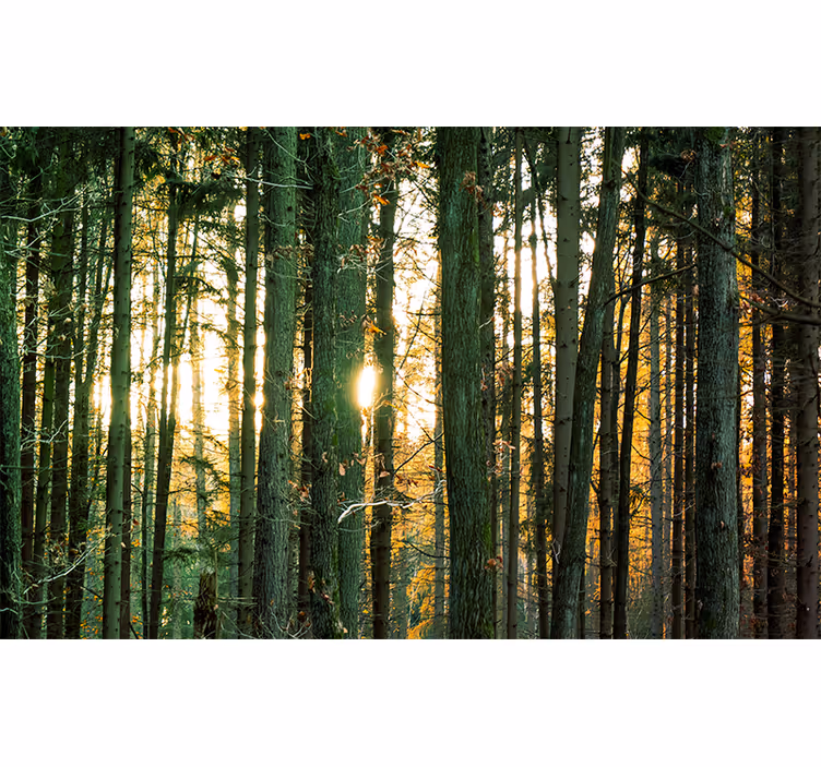 Blind bedroom polish forest birches with trunks - TenStickers