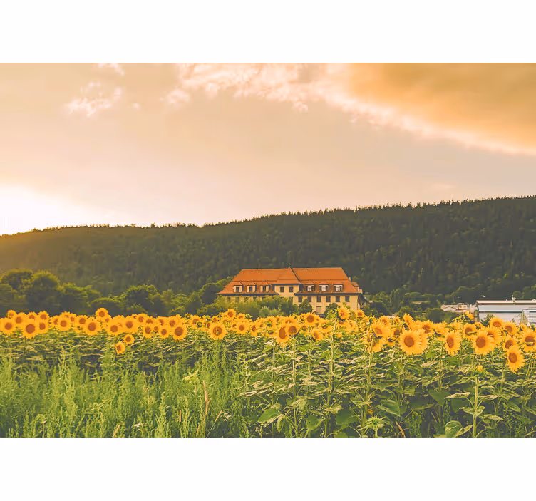 Blind bedroom in a beautiful field of yellow flowers - TenStickers