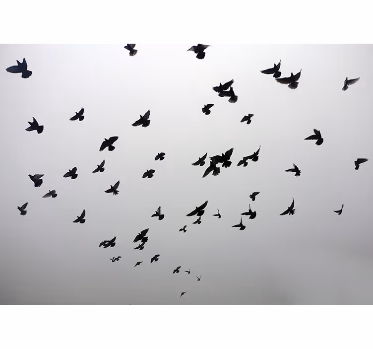 Blind grey aesthetic image of birds in shade - TenStickers