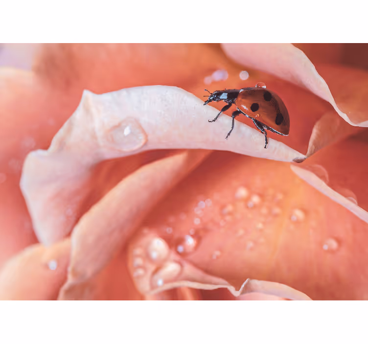 Blind bedroom elegant pink flower ladybug design - TenStickers