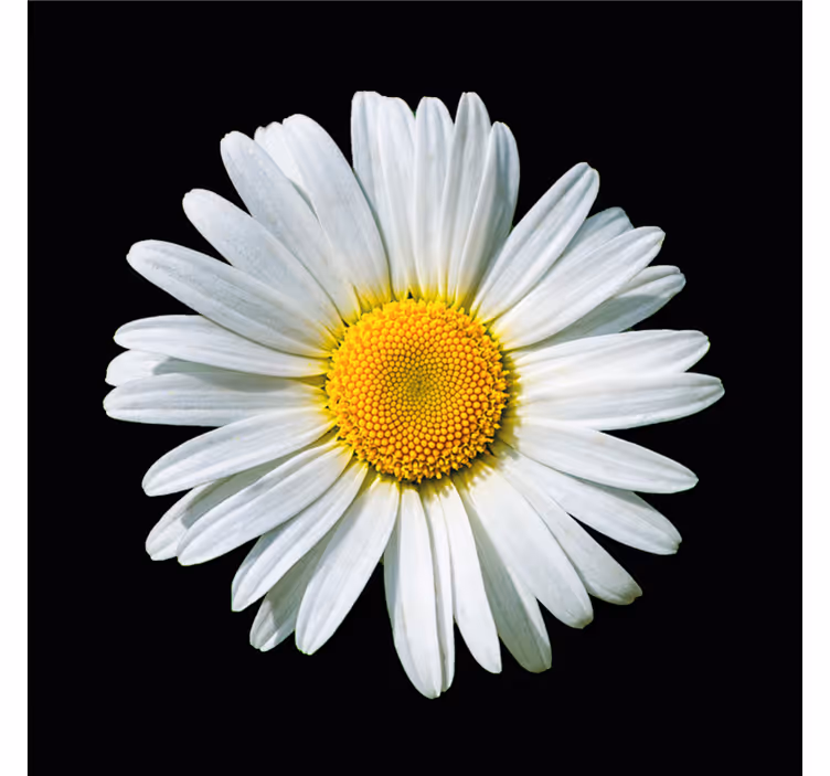 Blind bedroom black and white daisy flower - TenStickers