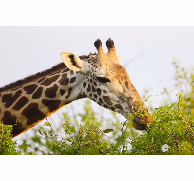Blind bedroom tall giraffe curtains - TenStickers