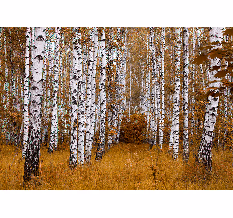 Blind bedroom birch trees design - TenStickers