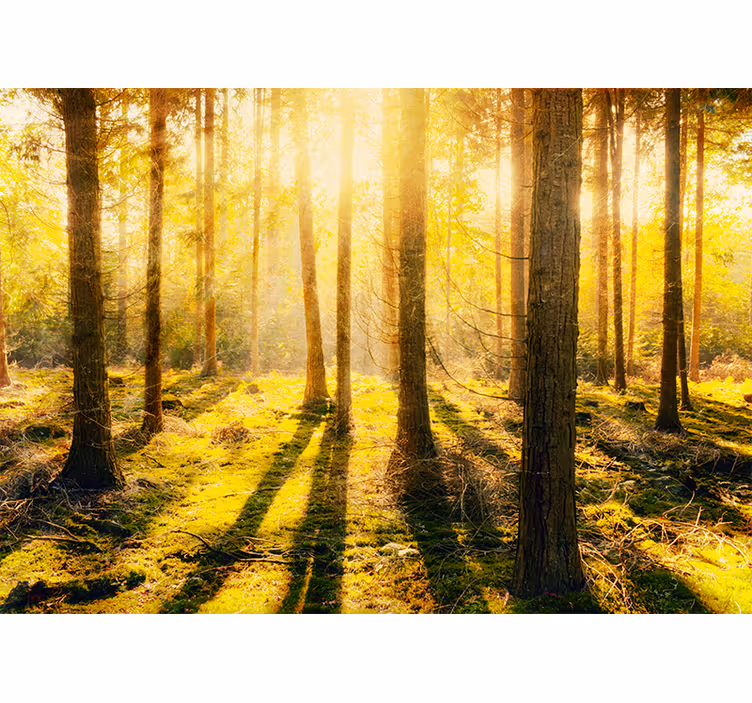 Blind bedroom amazing sunset in birch forest - TenStickers