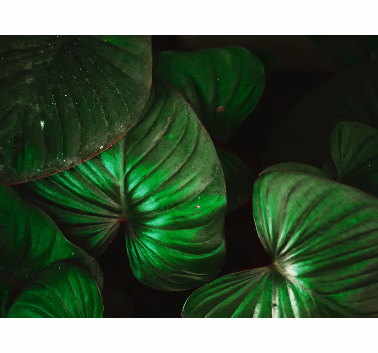 Blind bedroom lush green foliage - TenStickers