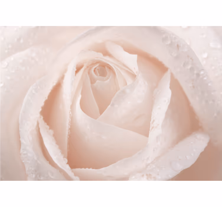 White window blind beautiful white rose - TenStickers