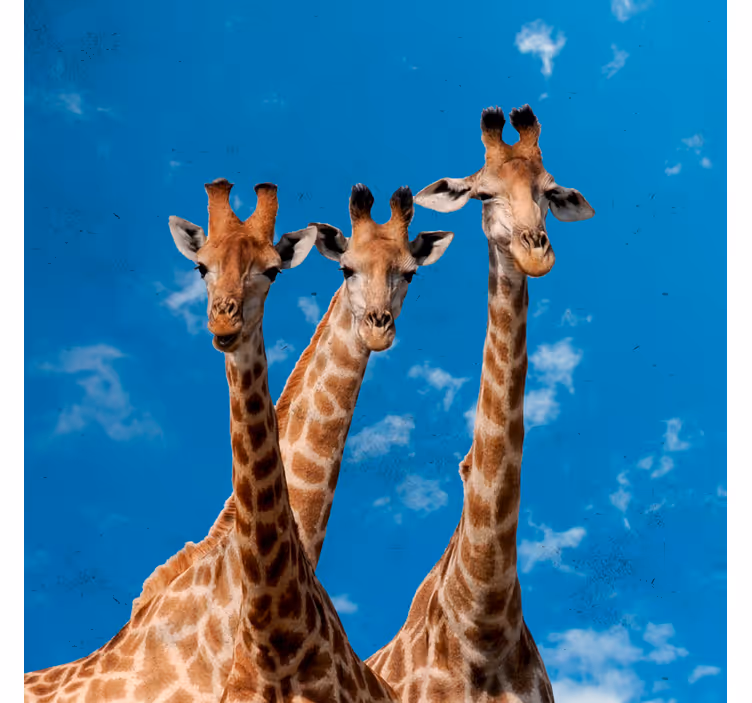 Blind children giraffes and blue sky - TenStickers