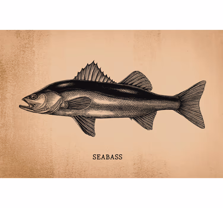 Blind beige realistic seabass hand drawing - TenStickers
