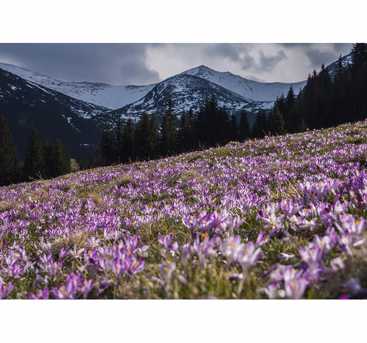 Living room blind beautiful crocus flower meadow - TenStickers