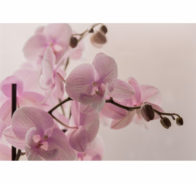 Blind bedroom with orchid design - TenStickers