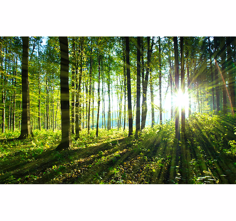Blind bedroom wall mural of forest landscape reflections - TenStickers