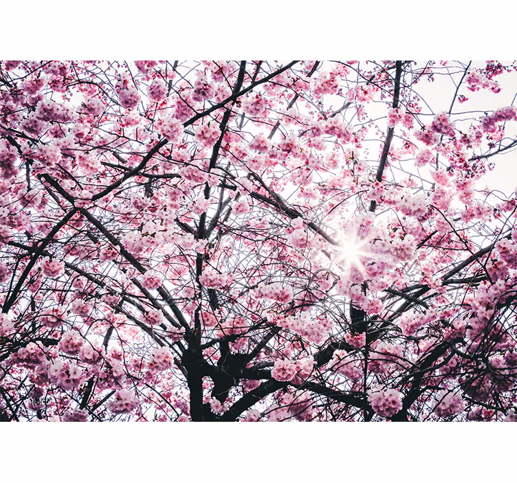 Living room blind cherry blossom design - TenStickers
