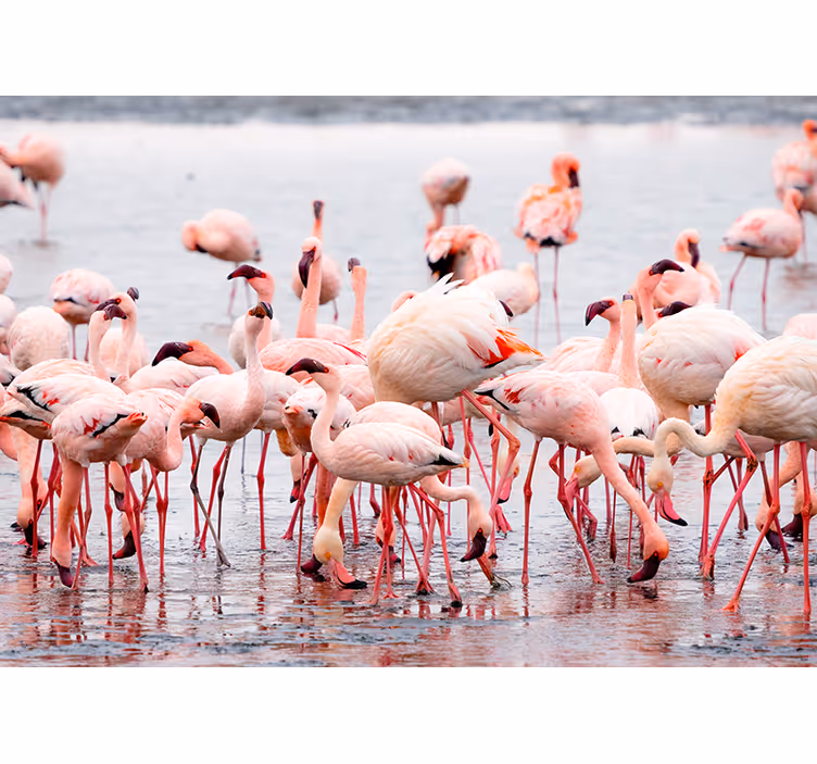 Living room blind camargue flamingo design - TenStickers