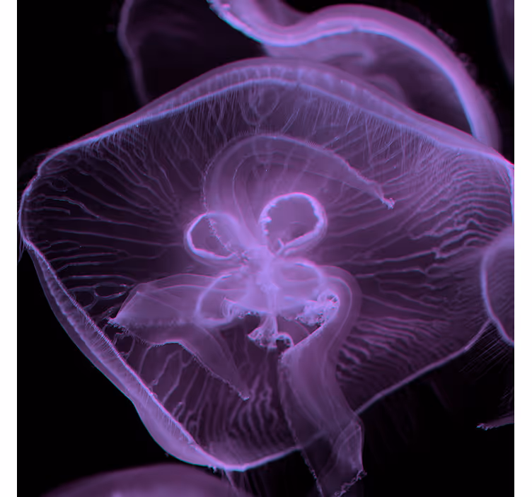 Bathroom blind jellyfish artwork - TenStickers