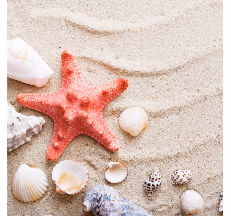 Bathroom blind starfish and shells on sand - TenStickers