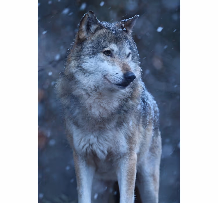 Blind teens wolf in the snow - TenStickers