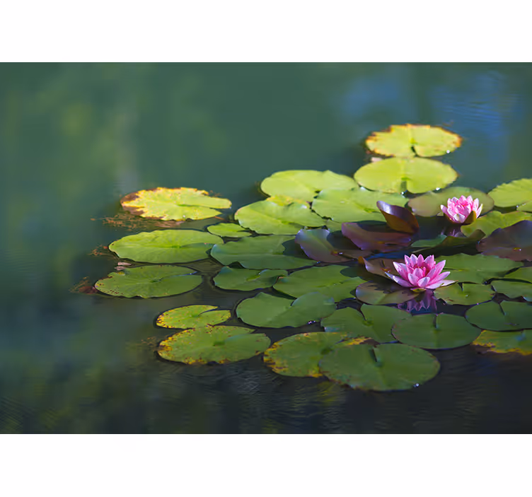 Zen blind with two lotus flowers - TenStickers