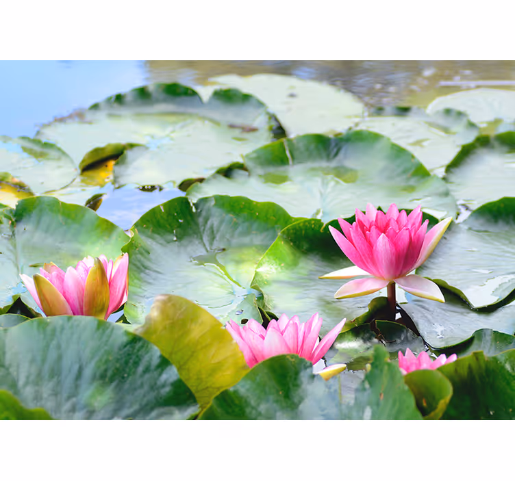 Zen blind lined lotus flowers - TenStickers