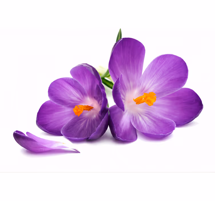 Blind purple tranquil blooms - TenStickers