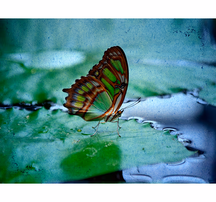 Flying on water Butterfly blind - TenStickers