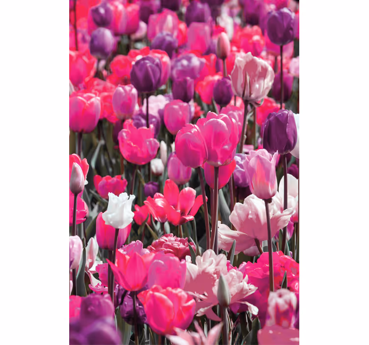 Purple tulip blooms blind flowers and plants - TenStickers