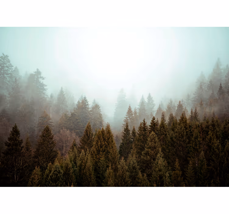 Misty Forest View tree blind - TenStickers