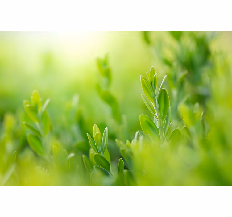Lush greenery picture blind flowers and plants - TenStickers