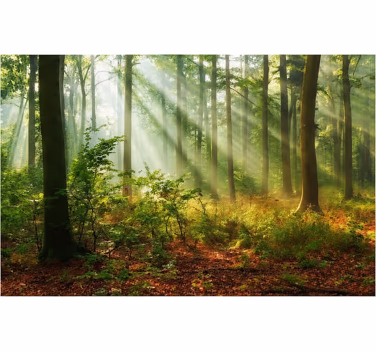 Forest wall mural natural light in forest - TenStickers