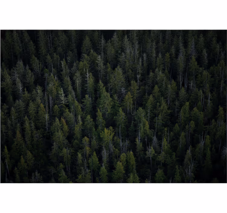 Forest wall mural deep woodland feel - TenStickers